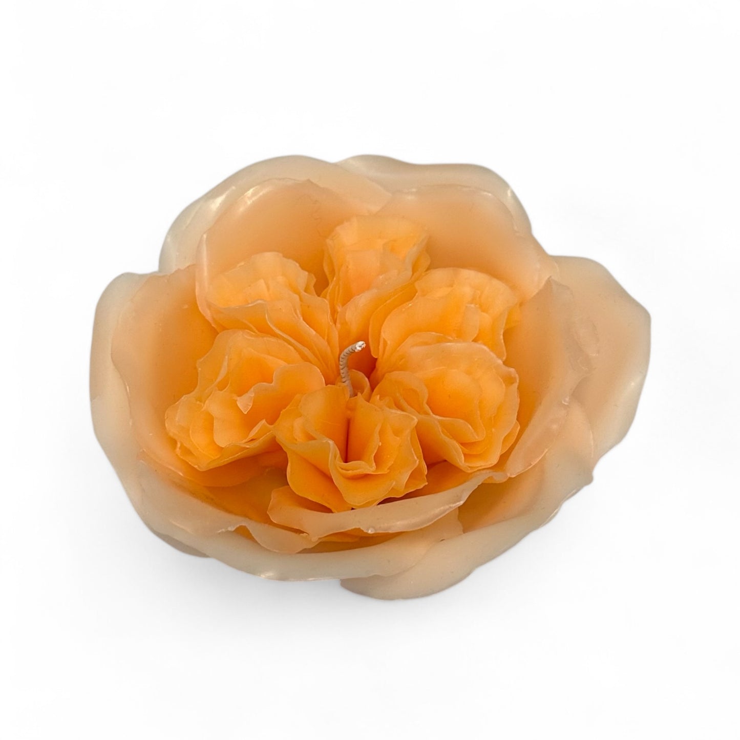 Garden Rose