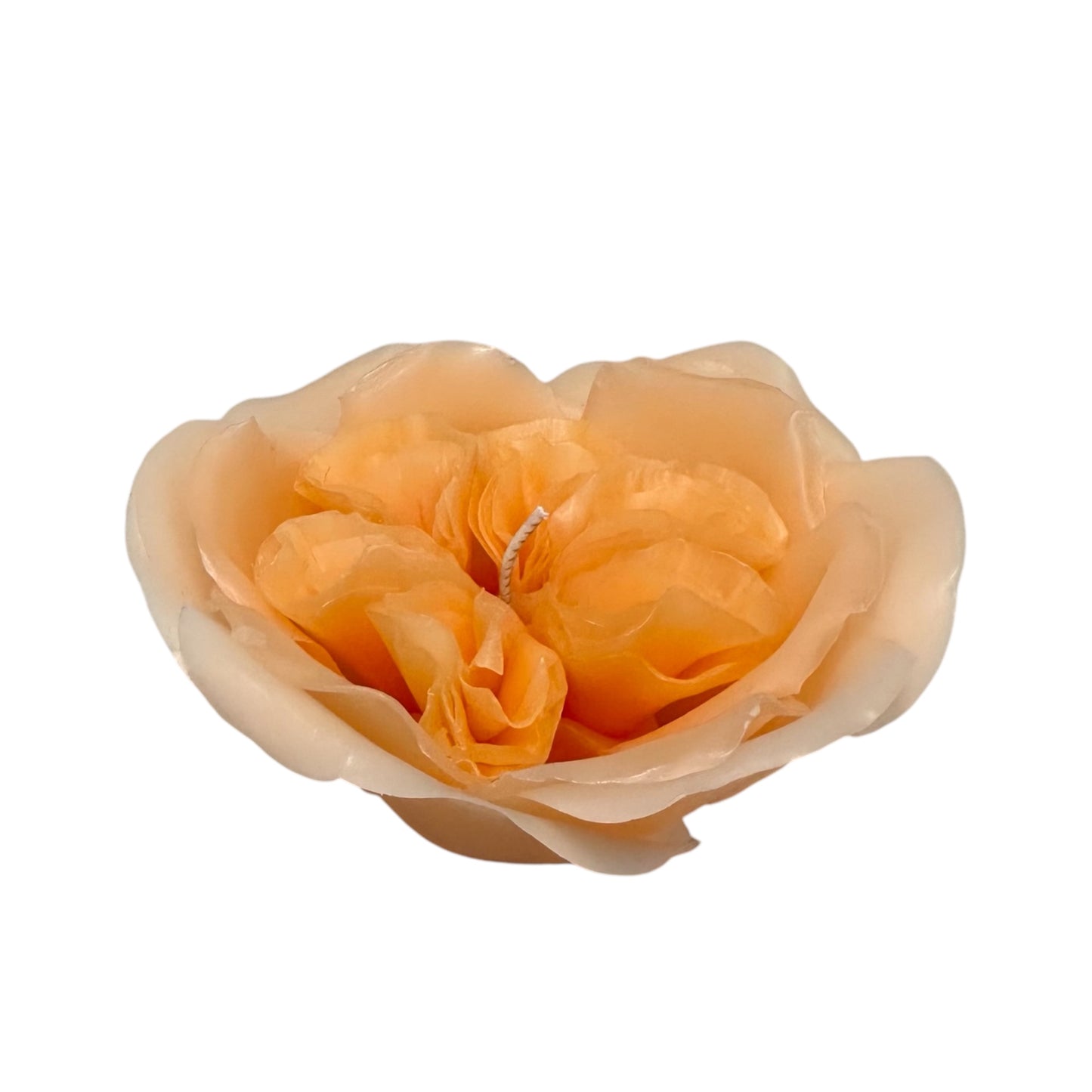 Garden Rose